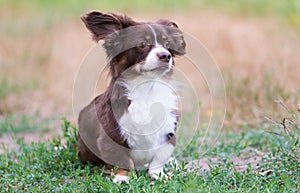 Photo of a mongrel dog in the garden