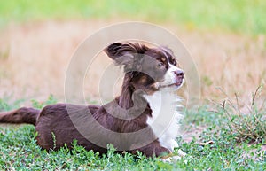 Photo of a mongrel dog in the garden