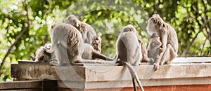 Photo of monkey family eating fruits in secret monkey forest
