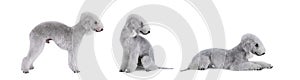 Photo montage of purebred Bedlington Terrier dog over white