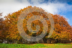 Photo of monumental beech tree