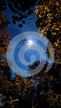 photo of the moon at night with leaves