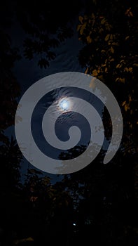 photo of the moon at night with leaves