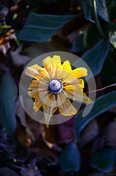 A Photo of a Morning dew frosted Sun-kissed Autumn Black-eyed Susan Flower