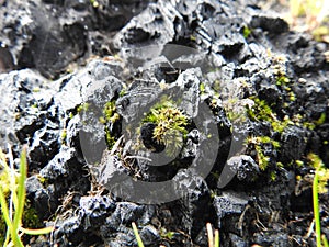 Moss growing a charcoaled stump