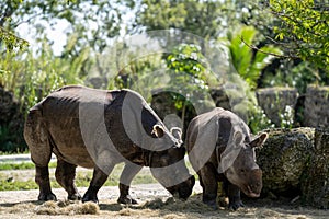 Photo of a mother and Calve Rhino eating hay together