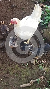 Photo of a mother hen and several of her chicks