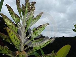 The photo of the mother of millions after the rain.