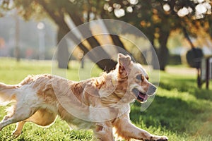 Photo in motion, running. Beautiful Golden Retriever dog have a walk outdoors in the park