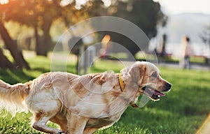 Photo in motion, running. Beautiful Golden Retriever dog have a walk outdoors in the park