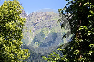 Photo of mountain through green trees