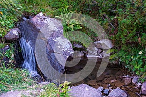 Photo of mountain river with green misty thick Carpathian forest at summer day in mountains