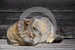 Photo of a multi-colored thick cat that lazily lays on a wooden surface