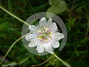 photo of multi-colored wild plant flowers with the texture of anthers like propellers on the edge of the forest?