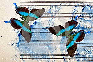 Photo of music paper painted with blue watercolor paint and colorful topical butterflies. Blues music concept. Abstract blue water