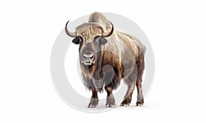 photo of Musk oxen isolated on white background. Generative AI