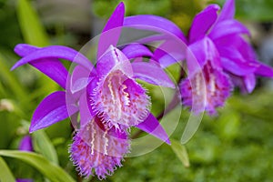 Photo of my beautiful garden orchids Pleione formosana