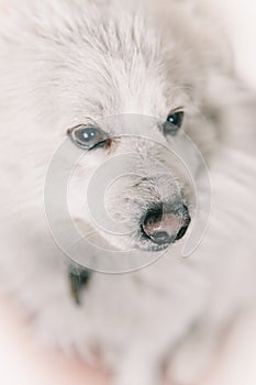 My white pet dog photo