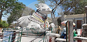 A photo of a Nandi also Nandin is the sacred bull calf, gatekeeper, and vehicle vahana of the Hindu god Shiva.