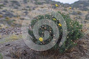 Photo of a native Patagonian flower