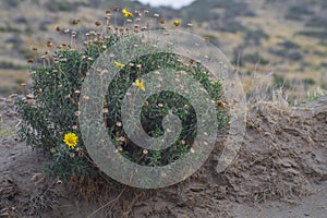 Photo of a native Patagonian flower
