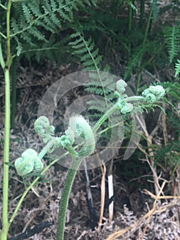 A photo of natural green fern fronds.