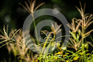 photo of nature, dragonfly alight on green plants with blur background