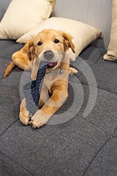 Photo of naughty golden retriever puppy biting shoes on sofa