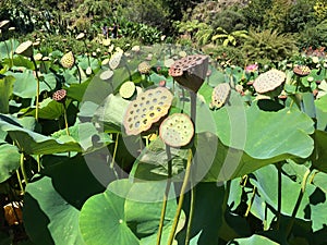 Photo of Nelumbo nucifera with seed head