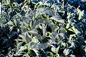 Photo of nettle leaves and dandelion flowers covered in frost. Close up partial focus.