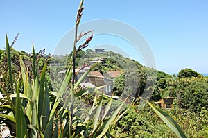 Photo of New Zealand flax or harakeke