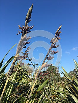 Photo of New Zealand flax, Phormium tenax, harakeke or swamp flax