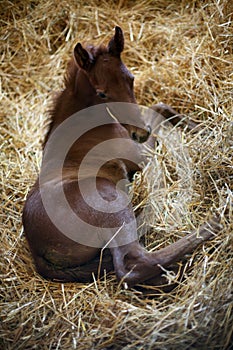 Photo of a newborn thoroughbred colt in pen at rural animal farm