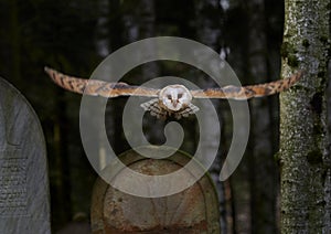 Barn Owl Tyto alba photo