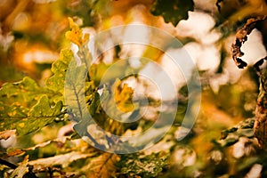 Photo of oak leaves on a tree. Golden autumn