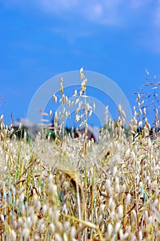 A photo of oats in summertime