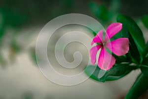 Photo of the object of the tapak dara flower