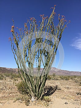 Colorful Ocotillo patch located Tree National Park, California photo