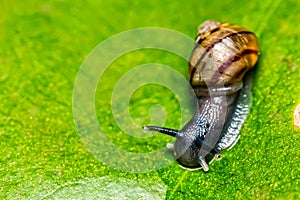 Small snail on leaf macro photo top view