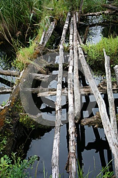 The photo is old and dangerous crossing through a small swampy forest river in the North of Europe