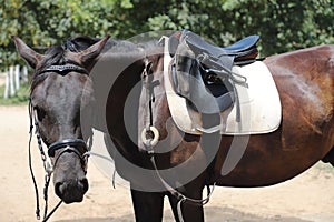 Photo of old leather saddle with stirrups