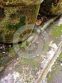 photo of old mossy pot in the corner of the garden.