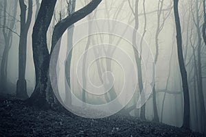 Photo of an old tree in a cold forest with fog