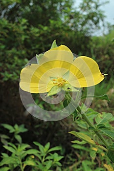 Photo of onagraceae flower plant. Its latin name is Ludwigia peruviana L.