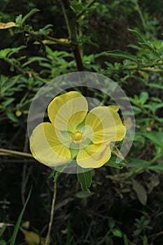 Photo of onagraceae flower plant. Its latin name is Ludwigia peruviana L.