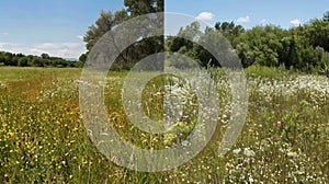 A before and after photo of a once diverse meadow now overrun by an invasive plant species. The plants used for biofuels