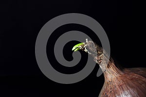 Photo of an onion on a dark background