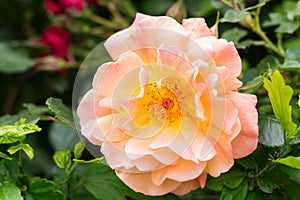 Photo of an open flower bud with pink-yellow petals in the center of the frame