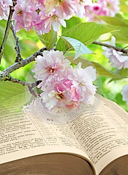 Springtime blossom open bible