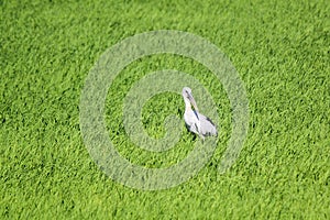 Openbill stork in paddy field